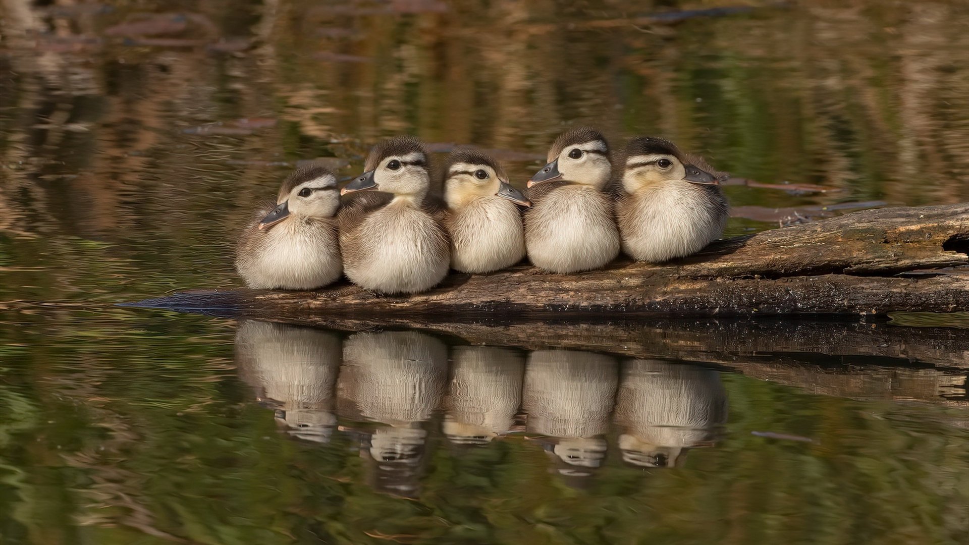 班凯罗统治级数据闪耀，深圳队击溃火箭背后的篮球新启示
